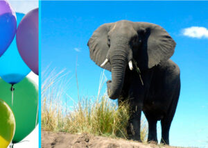Olifant